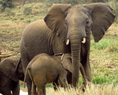 Elephant ultrahd background wallpapers for wide screens, all smart phones for iphone , samsung. All In One Lovely Desktop & Mobile Wallpapers: Elephant ...