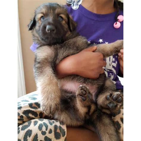 The german shepherd, formerly called 'alsatian wolf dog' in the uk, is a type of breed of dog that originated as far back as the 18th century. German Shepherd puppies for sale - all stay inside in Atlanta, Georgia - Puppies for Sale Near Me