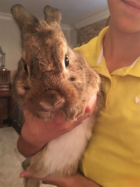 Benito antonio martínez ocasio (born march 10, 1994), known by his stage name bad bunny, is a puerto rican rapper, singer, songwriter. My little sister holding her bunny! http://ift.tt/2eHOwhh ...