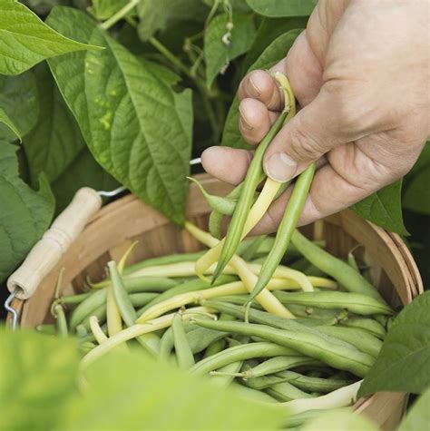 Or sow the broad beans in single rows, leaving about 40cm between the rows. Nothing beats fresh green beans straight from the garden ...