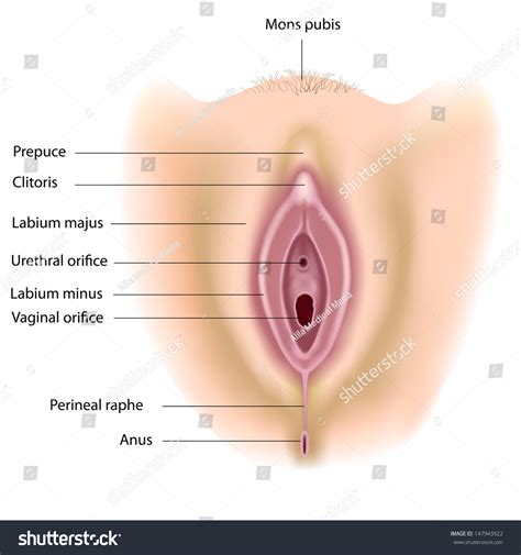 Female reproductive system consists of ovaries, fallopian tubes, uterus, vagina, mammary. Female Perineum Anatomy Labeled Stock Illustration ...