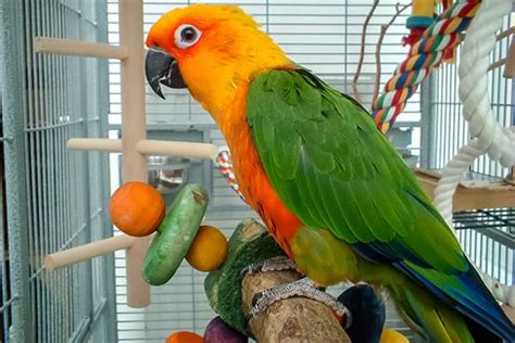 Pocatello cheap pet friendly hotels. Boarding for Birds, Reptiles, Amphibians and More ...