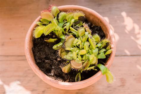 When one of the attacker's creatures enters the flytrap's range, the flytrap will snatch that creature and swallow it. Venus Fly Trap Plant: Care and Growing Guide