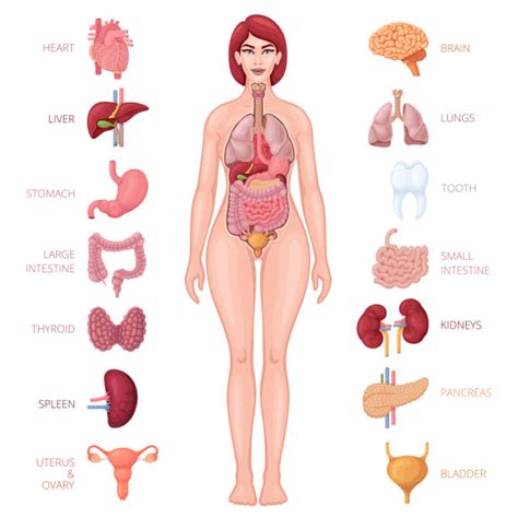 Biomedical illustration showing the internal organs of a female in. Spleen Illustrations, Royalty-Free Vector Graphics & Clip Art - iStock