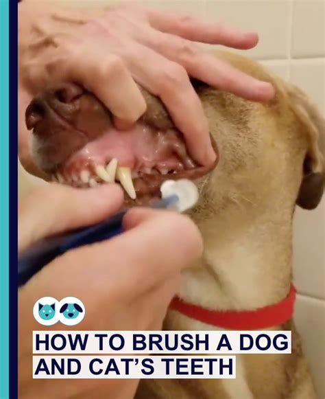 Watch the video explanation about how to brush your cat's teeth online, article, story, explanation, suggestion, youtube. How to Brush a Dog and Cat's Teeth | Healthcare for Pets ...