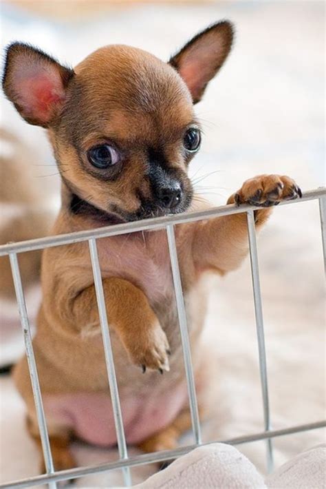 You need not worry since we also deliver for those. Chihuahua Puppies For Sale Near Me By Owner