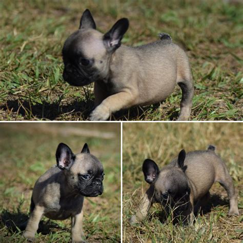 Click here to be notified when new french bulldog puppies are listed. French Bulldog Puppies For Sale | Lakeland, FL #273992