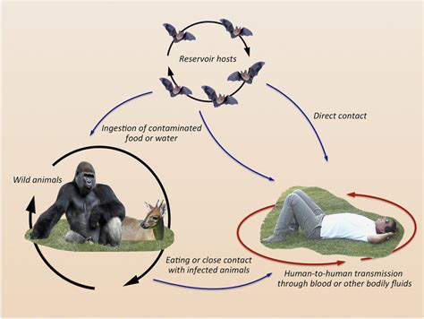 People who survive ebola are generally released from the hospital only. Schematic representation of Ebola virus transmission. Bats ...