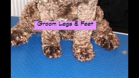 Get tips, video, and pics of what i learned from a wahl elite groomer to help you get that doodle' look. How to groom a Labradoodle/Cockapoo - Legs & Feet ...