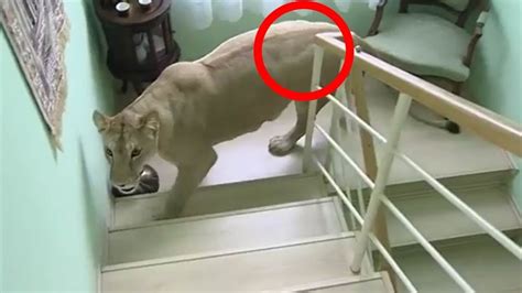 5 scariest unknown creatures caught on camera & spotted in real life. 8 Incredible Moments Caught on Camera - 1Funny.com