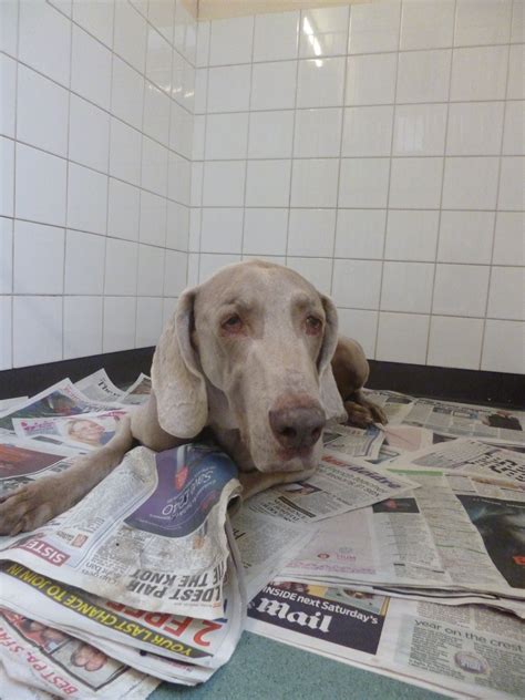 Dog chocolate toxicity poisoning can be fatal. Chocolate is dangerous for dogs | Cherrydown Vets ...