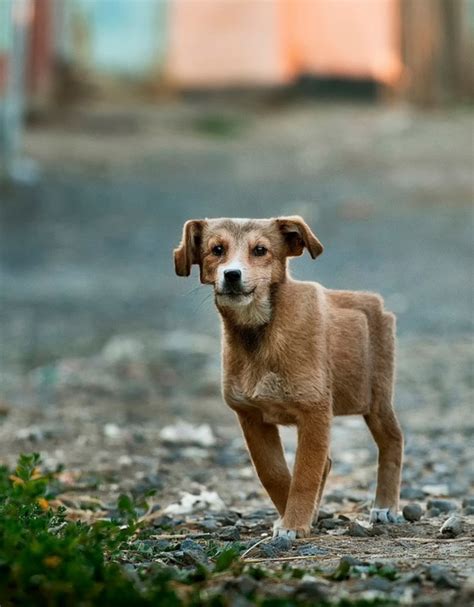 This includes all the skin and clothes but also their abilities. Minecraft in Real Life: Retoucher Turns Real Animals Into ...