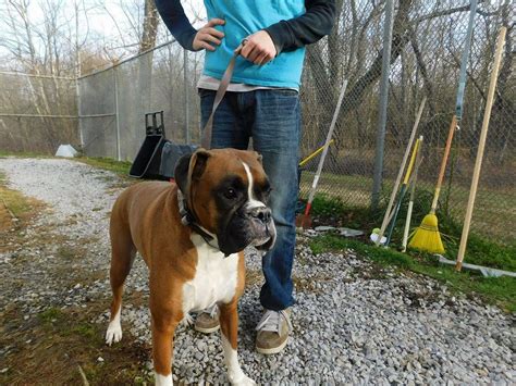 Sometimes, we also have rescues. Boxer dog for Adoption in Dumont, NJ. ADN-427619 on ...