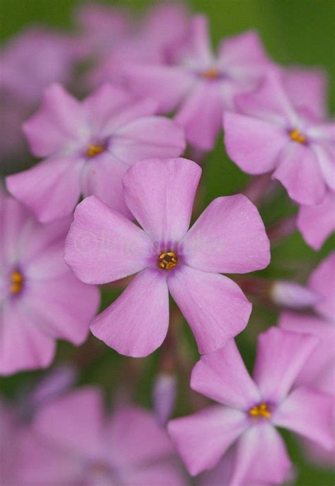 We did not find results for: Wisconsin native wildflowers | Wild flowers, Wildlife ...