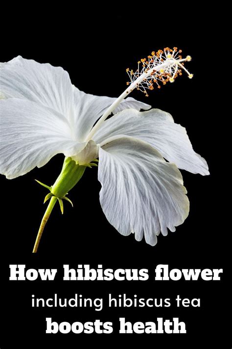 Buy hibiscus edible on ebay. The Health Benefits of Hibiscus Flower#benefits #flower # ...