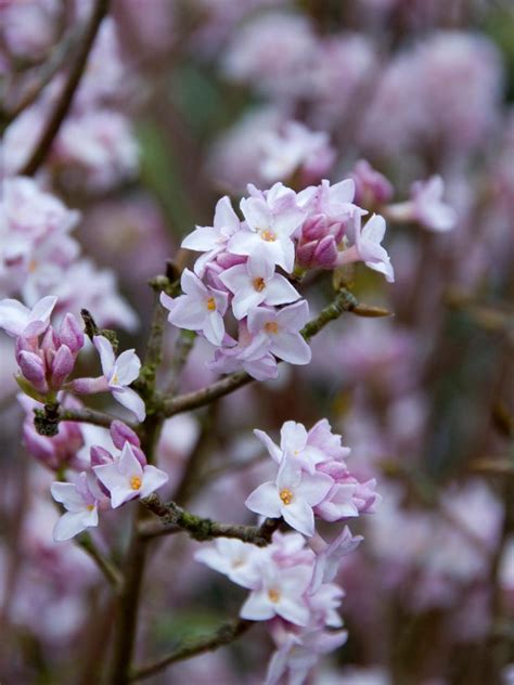 One concern with premature flowers is pollination. Plants That Flower in Winter | HGTV