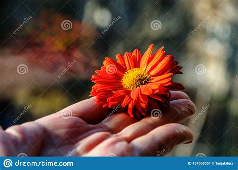 Bekijk meer ideeën over mooie vrouw, vrouw, prachtige vrouwen. Mooie Oranje Bloem Op De Hand Van De Vrouw Stock ...