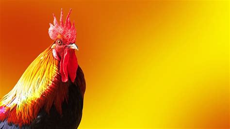 Unduh gambar gratis tentang bebek kolase dari perpustakaan pixabay yang sangat banyak berupa gambar gambar dan video. 70+ Gambar Kolase Tema Binatang Terbaik - Hoganig