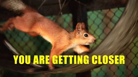 Animals: Getting Closer (adult swim bump) - YouTube