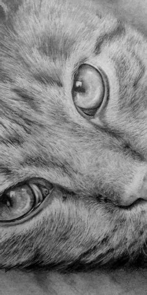 Pictures of cats drawn in pencil or watercolor can be a good decoration in a child's room. How to Draw a Cat — Online Art Lessons