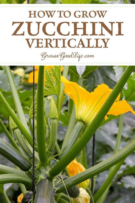 In this post i will focus on growing varieties of summer squash and not winter squash because we have the most experience growing. How to Grow Summer Squash Vertically | Growing zucchini ...