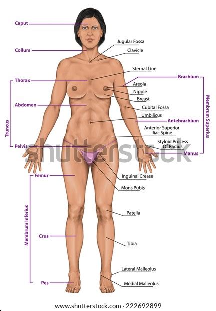 Body parts picture in english. Woman Women Female Anatomical Body Surface Stock ...