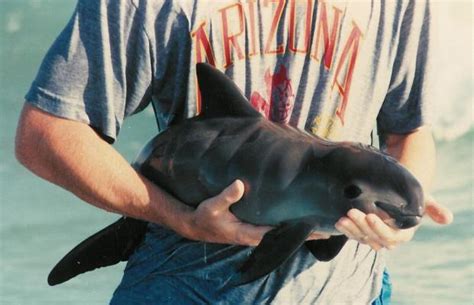 To yield to, give way for. Efforts to save critically endangered vaquita - Rocky ...