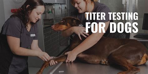 Looking for the facts about antibody titer testing? Titer Testing for Dogs - Definition, Cost, Different Types ...