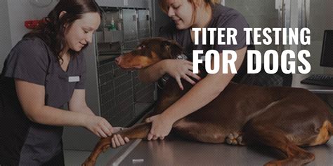 Titer (american english) or titre (british english) is a way of expressing concentration. Titer Testing for Dogs - Definition, Cost, Different Types ...