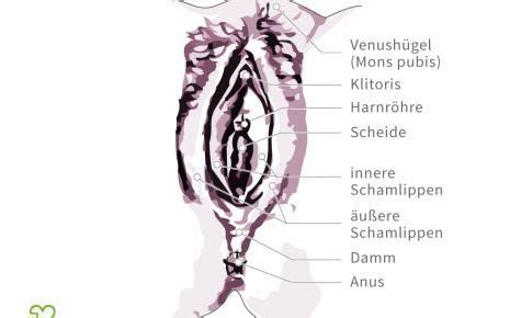 Trotzdem werden große innere schamlippen häufig als weniger ästhetisch wahrgenommen. Wo ist der Kitzler an der Vagina? (Liebe, Sex)