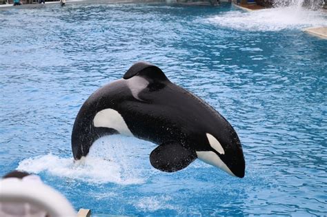 Orcas werden seit mehreren jahren in gefangenschaft gehalten. Orca Steckbrief - Aussehen, Namen, Gefangenschaft