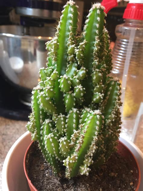 With the sufficient lighting, the right soil mix, and proper watering, the cacti will do all the work. Some of the new growth on my cactus is looking a bit brown ...