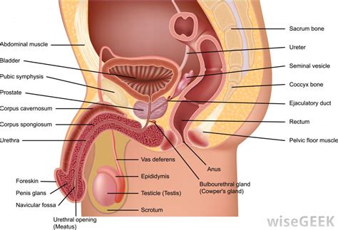 It runs along the anterior wall of females do not have an actual internal urethral sphincter muscle because its primary function is to. What is a Cowper's Gland? (with pictures)