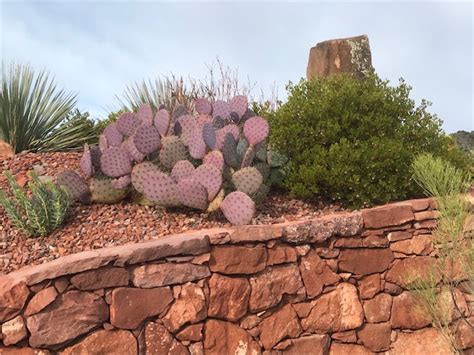 Big cactus outdoor in desert. Sedona, Arizona: How Home Landscaping Reflects the Natural ...