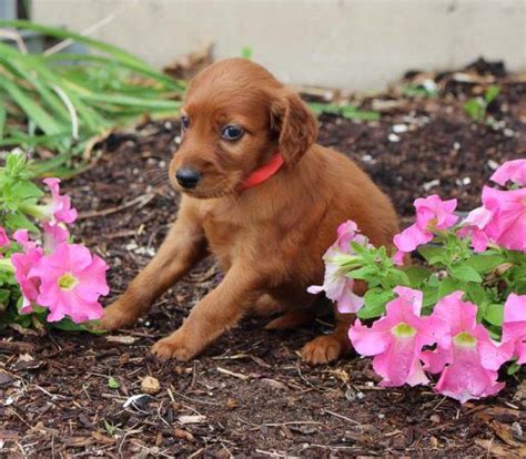 Please check with us for both show and pet quality puppies available and thank you for visiting our site and getting to know aerden setters! Erica - Irish Setter | Puppies for sale, Cheap puppies ...