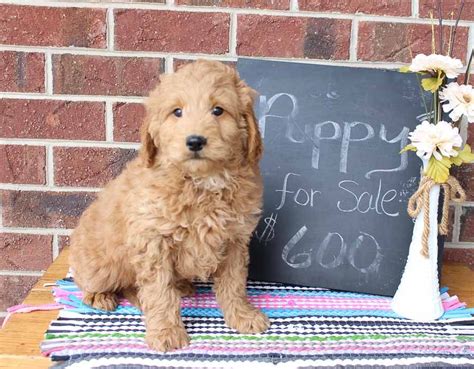 If you ever loose your patience with your puppy, bring him back to us. Goldendoodle Puppies Grabill Indiana - Animal Friends