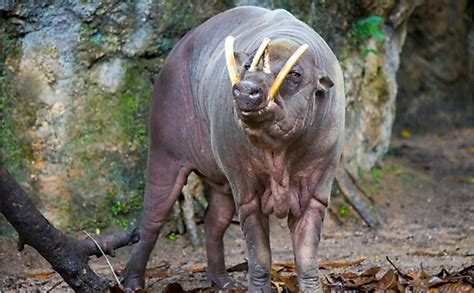 Some of these endangered animals. 10 Animals Found In Indonesia - WorldAtlas.com