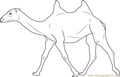 It has humps and long legs.the dromedary camels and the bactrian camels make up the two main species of camels in the world. Two Humped Bactrian Camel Coloring Page for Kids - Free ...