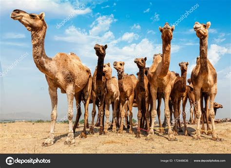 למלון lost camel ישנה מסעדה אינטימית עם אוכל טעים. Kamelen op Pushkar Mela Pushkar Camel beurs, India ...