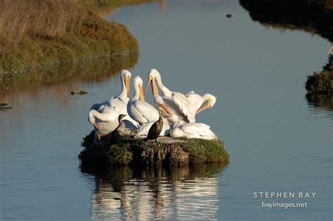 It's on the border between palo alto and mt view. Photo: American white pelicans, Palo Alto Baylands Nature ...