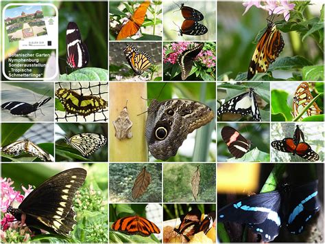 Es werden rund 19.600 pflanzenarten auf ca. Botanischer Garten München - Tropische Schmetterlinge Foto ...