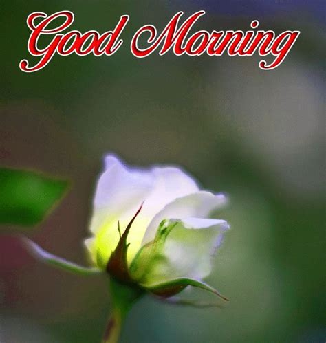 Download the perfect flowers pictures. latest Good Morning photo with white rose flower hd ...