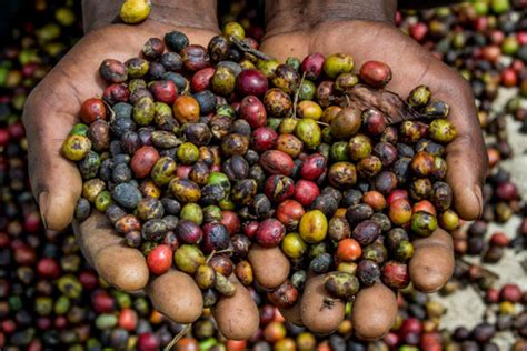 This is likely the region where coffee making originated in the first place, which is pretty interesting to think about. A New Study Shows The Ugly Side Of Coffee Production In Uganda