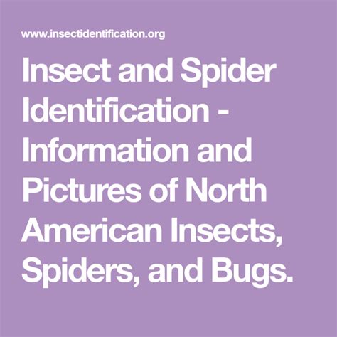 We call them sun spiders. Insect and Spider Identification - Information and ...