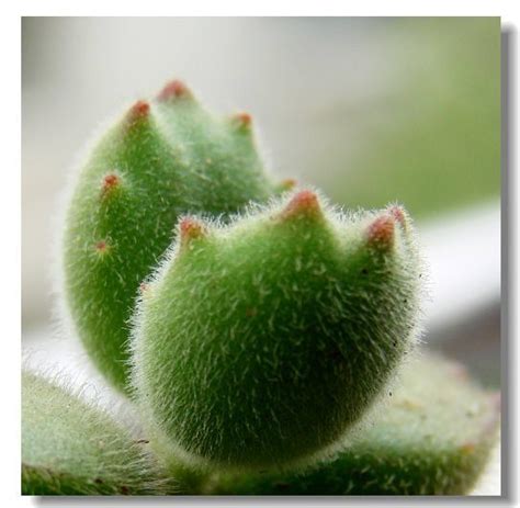 * not yet rated : bear claw - the plant. Cute! | Perfect plants, Types of ...