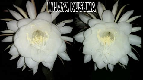 Maybe you would like to learn more about one of these? FAKTA & MITOS BUNGA WIJAYA KUSUMA || Bunga Pembawa ...