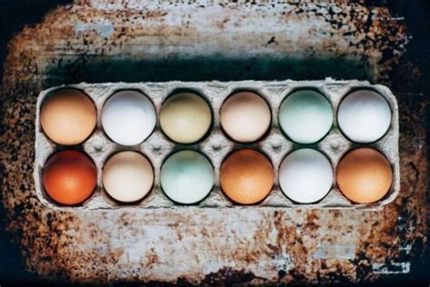 Kumpulan gambar hitam putih bw untuk diwarnai. Gambar Anak Ayam Hitam Putih Untuk Diwarnai - Info Terkait ...