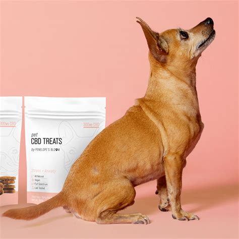Behavioral training is the ultimate cure but takes a cbd oil is great for precise dosing and more serious medical conditions. #1 CBD Dog Treats for Anxiety + Stress Relief - Penelope's ...