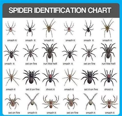 Perhaps most importantly of all, do you want to know how to prevent and get. Spider identification chart shows you what to do in an ...