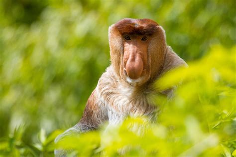 Proboscis monkey | Proboscis monkey, Eastern lowland gorilla, Primates